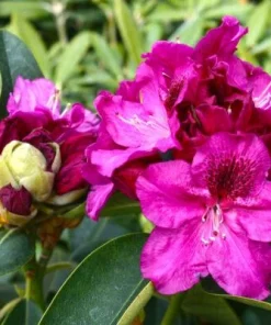 Rhododendron 'Magenta Sky' – Deep Lavender-Blue Blooms Rhododendron Flowers Plant | Dwarf Evergreen Shrub | 1 Gallon Container - Image 2