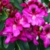 Rhododendron 'Magenta Sky' – Deep Lavender-Blue Blooms Rhododendron Flowers Plant | Dwarf Evergreen Shrub | 1 Gallon Container - Image 1