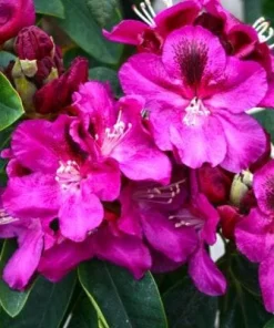 Rhododendron 'Magenta Sky' – Deep Lavender-Blue Blooms Rhododendron Flowers Plant | Dwarf Evergreen Shrub | 1 Gallon Container - Image 1