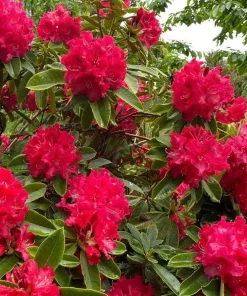 Rhododendron 'Markeeta's Prize' Live Plant – Bright Red Blooms Shrub #1 Container - Image 2