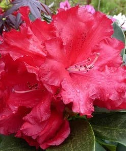 Rhododendron 'Markeeta's Prize' Live Plant – Bright Red Blooms Shrub #1 Container - Image 3