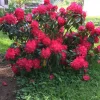 Rhododendron 'Markeeta's Prize' Live Plant – Bright Red Blooms Shrub #1 Container - Image 1
