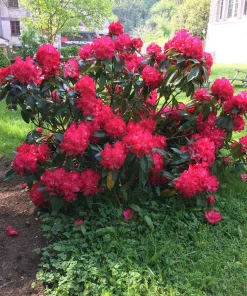 Rhododendron 'Markeeta's Prize' Live Plant – Bright Red Blooms Shrub #1 Container - Image 1