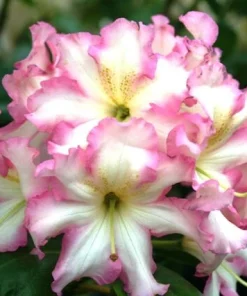 Rhododendron Melrose Flash Live Plant – Fragrant Pink, Yellow, Green Blooms – #3 Container - Image 2