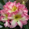Rhododendron Melrose Flash Live Plant – Fragrant Pink, Yellow, Green Blooms – #3 Container - Image 1