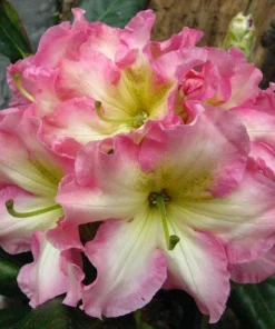 Rhododendron Melrose Flash Live Plant – Fragrant Pink, Yellow, Green Blooms – #3 Container - Image 1