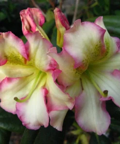 Rhododendron Melrose Flash Live Plant – Fragrant Pink, Yellow, Green Blooms – #3 Container - Image 3