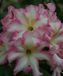 Rhododendron Melrose Flash Live Plant – Fragrant Pink, Yellow, Green Blooms – #3 Container - Image 4