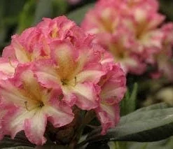 Rhododendron Melrose Flash Live Plant – Fragrant Pink, Yellow, Green Blooms – #3 Container - Image 5