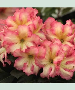 Rhododendron Melrose Flash Live Plant – Fragrant Pink, Yellow, Green Blooms – #3 Container - Image 6