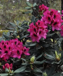 Rhododendron Mendosina Live Plant - Purple Bloom - 3 Gallon Container - Image 2