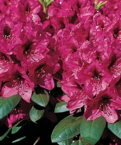 Rhododendron Mendosina Live Plant - Purple Bloom - 3 Gallon Container - Image 3