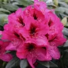 Rhododendron Mendosina Live Plant - Purple Bloom - 3 Gallon Container - Image 1