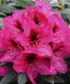 Rhododendron Mendosina Live Plant - Purple Bloom - 3 Gallon Container - Image 1