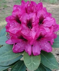 Rhododendron Mendosina Live Plant - Purple Bloom - 3 Gallon Container - Image 4