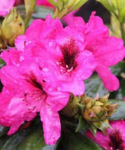 Rhododendron Mendosina Live Plant - Purple Bloom - 3 Gallon Container - Image 5