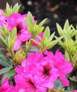 Rhododendron Mendosina Live Plant - Purple Bloom - 3 Gallon Container - Image 6