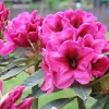 Rhododendron 'Midnight' Live Plant - Deep Pink Flowers - 1 Gallon Pot - Image 1