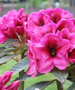 Rhododendron 'Midnight' Live Plant - Deep Pink Flowers - 1 Gallon Pot - Image 1