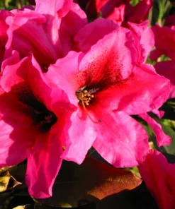 Rhododendron 'Midnight' Live Plant - Deep Pink Flowers - 1 Gallon Pot - Image 2