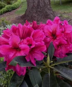 Rhododendron 'Midnight' Live Plant - Deep Pink Flowers - 1 Gallon Pot - Image 3