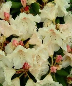 Rhododendron Mrs. Betty Robinson Live Plant – Yellow Red Blooms – #2 Container – Outdoor Shrub - Image 2