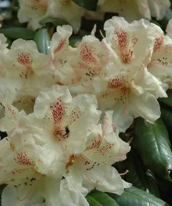 Rhododendron Mrs. Betty Robinson Live Plant – Yellow & Red Blooms – #1 Container - Image 3