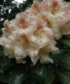 Rhododendron Mrs. Betty Robinson Live Plant – Yellow & Red Blooms – #1 Container - Image 4