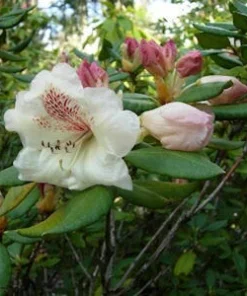 Rhododendron Mrs. Betty Robinson Live Plant – Yellow & Red Blooms – #1 Container - Image 5