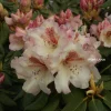 Rhododendron Mrs. Betty Robinson Live Plant – Yellow & Red Blooms – #1 Container - Image 1