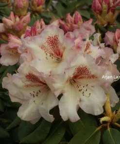 Rhododendron Mrs. Betty Robinson Live Plant – Yellow & Red Blooms – #1 Container - Image 1