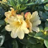 Rhododendron 'Nancy Evans' - Yellowish Pink Blooms Rhododendron Flowers Plant - #1 Size Container - Image 1