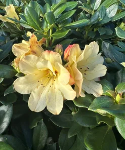 Rhododendron 'Nancy Evans' - Yellowish Pink Blooms Rhododendron Flowers Plant - #1 Size Container - Image 1