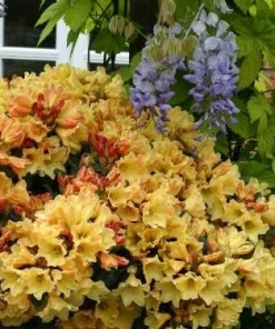 Rhododendron 'Nancy Evans' - Yellowish Pink Blooms Rhododendron Flowers Plant - #1 Size Container - Image 8