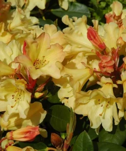 Rhododendron 'Nancy Evans' - Yellowish Pink Blooms Rhododendron Flowers Plant - #1 Size Container - Image 9