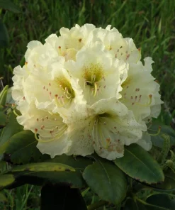 Rhododendron New Century Live Plant - Yellow Blooms, 4 ft Height, #2 Container - Image 2