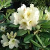 Rhododendron New Century Live Plant - Yellow Blooms, 4 ft Height, #2 Container - Image 1