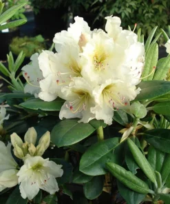 Rhododendron New Century Live Plant - Yellow Blooms, 4 ft Height, #2 Container - Image 1