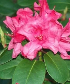Rhododendron Oudijk's Sensation Live Plant - Dark Pink Blooms - #1 Container - Image 2
