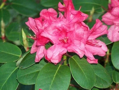 Rhododendron Oudijk's Sensation Live Plant - Dark Pink Blooms - #1 Container - Image 2