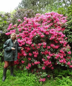 Rhododendron Oudijk's Sensation Live Plant - Dark Pink Blooms - #1 Container - Image 3