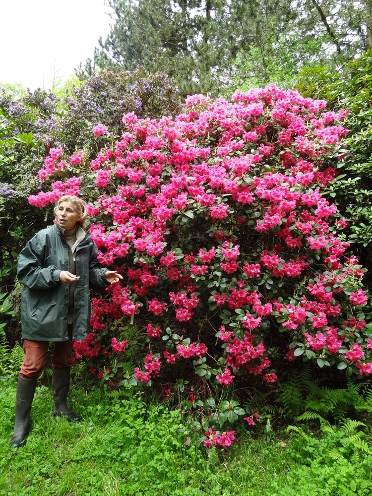 Rhododendron Oudijk's Sensation Live Plant - Dark Pink Blooms - #1 Container - Image 3