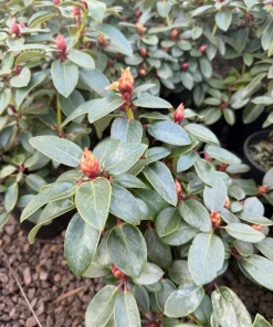 Rhododendron Oudijk's Sensation Live Plant - Dark Pink Blooms - #1 Container - Image 4