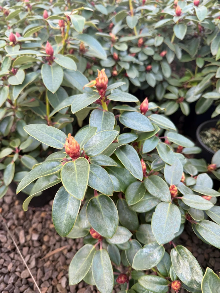Rhododendron Oudijk's Sensation Live Plant - Dark Pink Blooms - #1 Container - Image 4