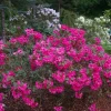 Rhododendron Oudijk's Sensation Live Plant - Dark Pink Blooms - #1 Container - Image 1