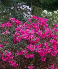 Rhododendron Oudijk's Sensation Live Plant - Dark Pink Blooms - #1 Container - Image 1