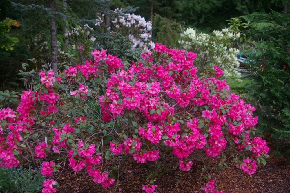 Rhododendron Oudijk's Sensation Live Plant - Dark Pink Blooms - #1 Container - Image 1