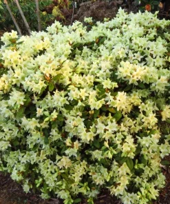 Rhododendron 'Patty Bee' - Small Yellow Blooms Rhododendron Flowers Plant - #1 Container Size Plant - Image 2