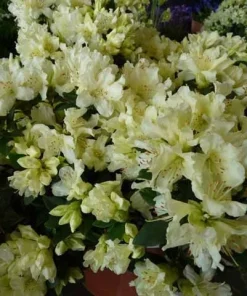 Rhododendron 'Patty Bee' - Small Yellow Blooms Rhododendron Flowers Plant - #1 Container Size Plant - Image 3