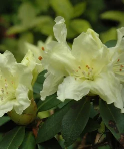 Rhododendron 'Patty Bee' - Small Yellow Blooms Rhododendron Flowers Plant - #1 Container Size Plant - Image 4
